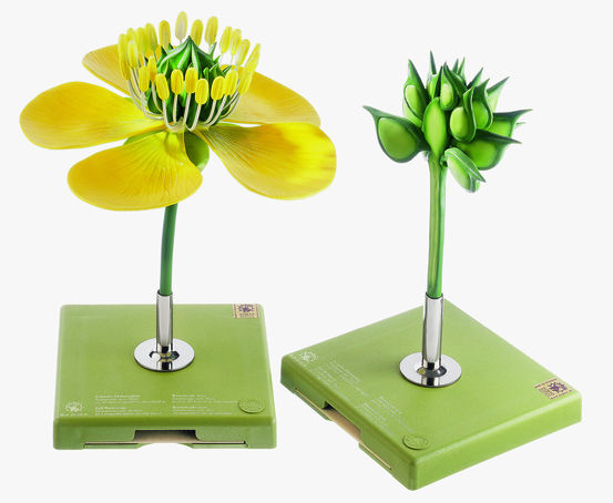 bos15_20ab_v01 Hahnenfuß, Blüte und Frucht