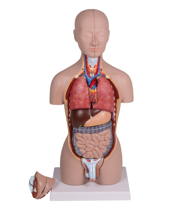 Miniaturtorso 16-teilig, zweigeschlechtlich