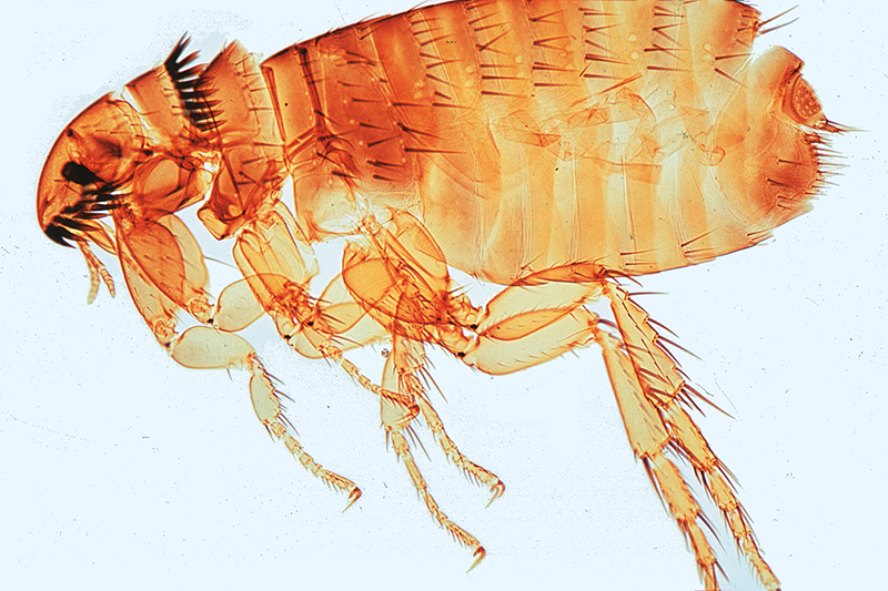 praeparat-20451c1ea39ad1c2