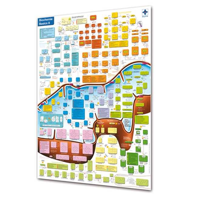 Lerntafel Biochemie Basics II