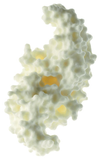 Protein Modell (humaner Knochenwachstumsfaktor BMP-2) Protein Modell (humaner Knochenwachstumsfaktor BMP-2)