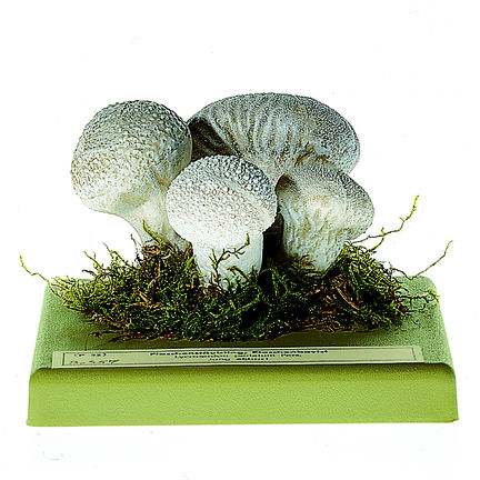 Flaschenstäubling Flaschenstäubling