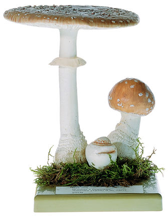 Brauner Fliegenpilz