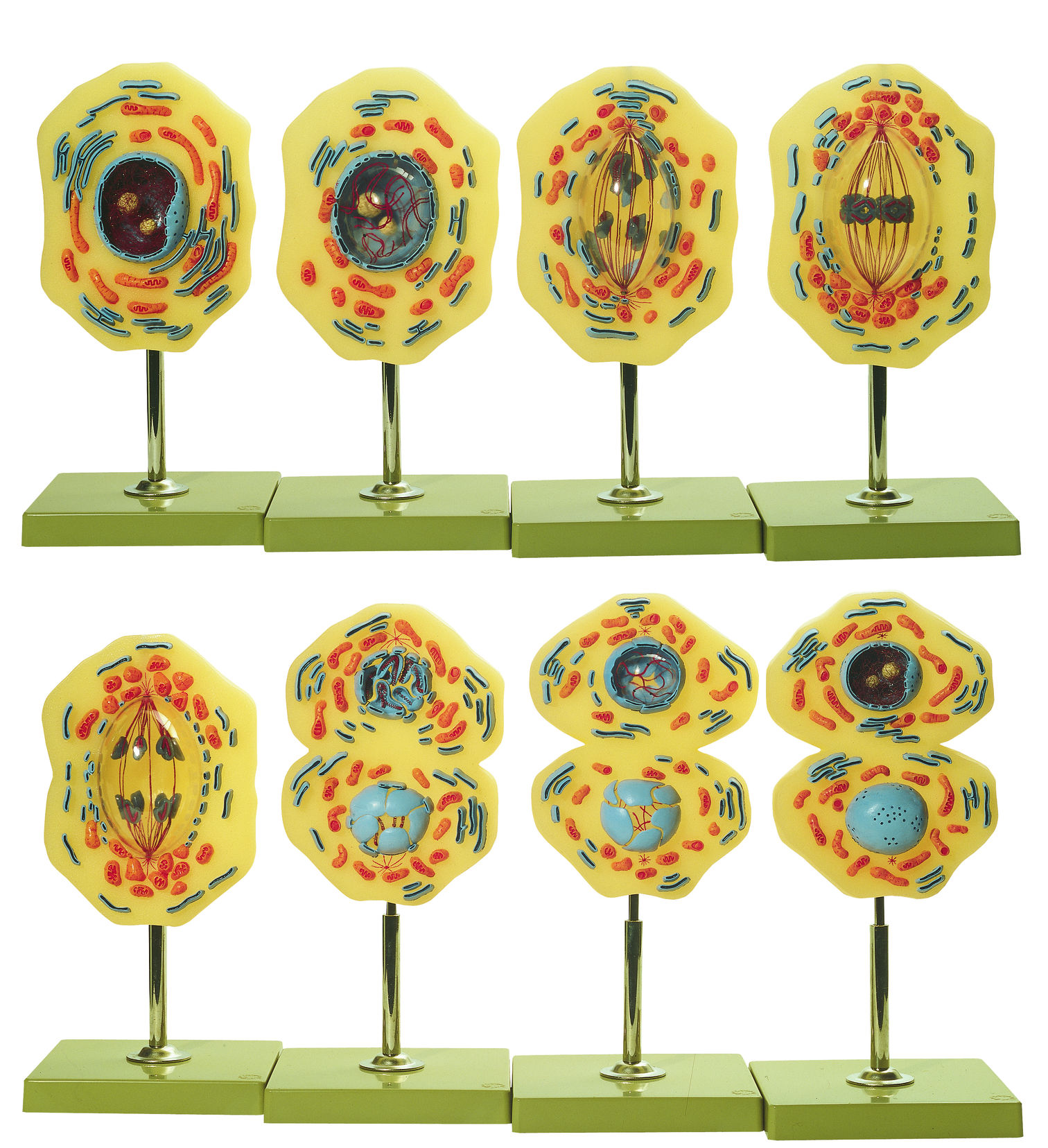 Mitose, Somso Modell Mitose, Somso Modell