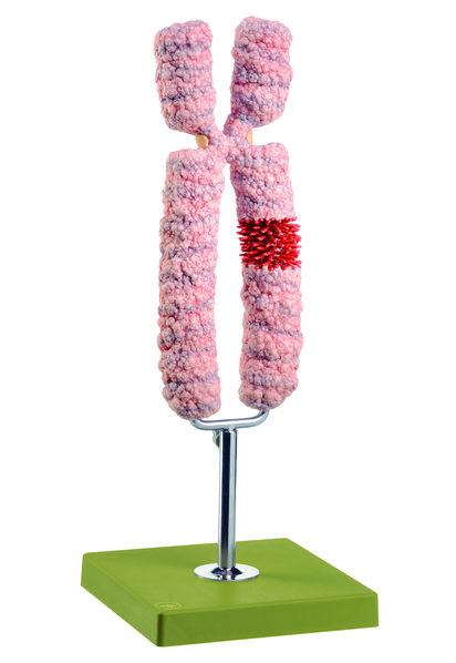 Chromosomenmodell, Somso