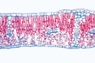 Mikropräparat Syringa, Flieder, typisches dikotyles Blatt quer. Epidermis, Palisadenparenchym, Schwa Mikropräparat Syringa, Flieder, typisches dikotyles Blatt quer. Epidermis, Palisadenparenchym, Schwa