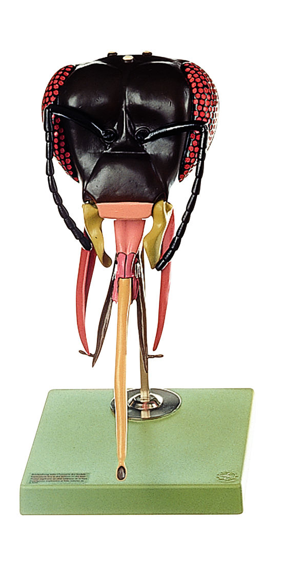 zos48_1_v1 Bienenkopf, Somso Modell