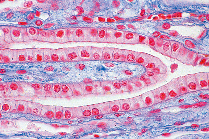 praeparat251c1ea36d7f64