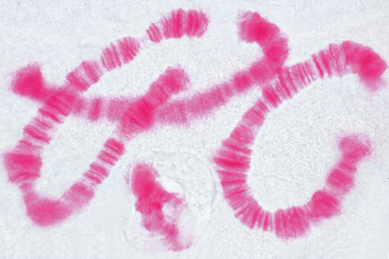 praeparat151c1ea35ef8a5