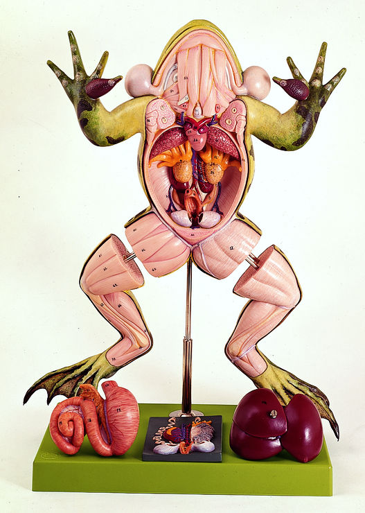 Wasserfrosch Wasserfrosch