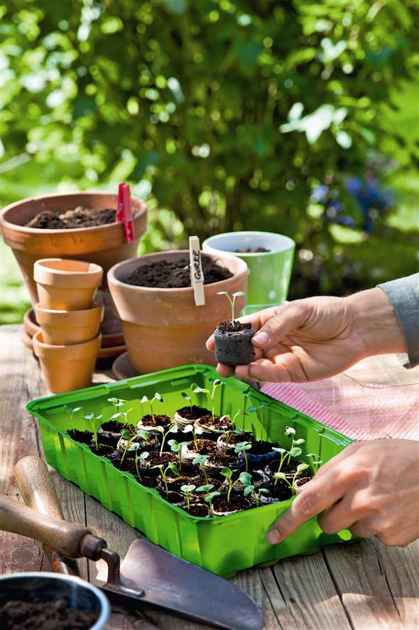 394371020 Kokos Quelltabletten