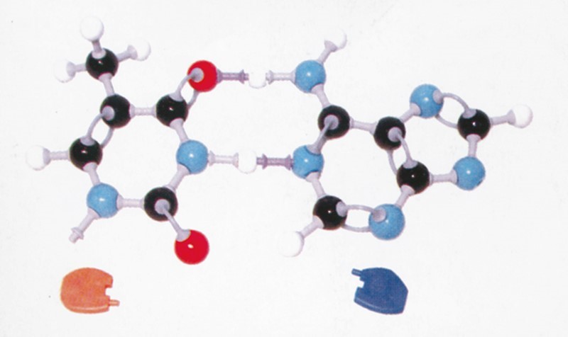 MOLYMOD Molekülbaukasten, Struktur der DNA - Basen