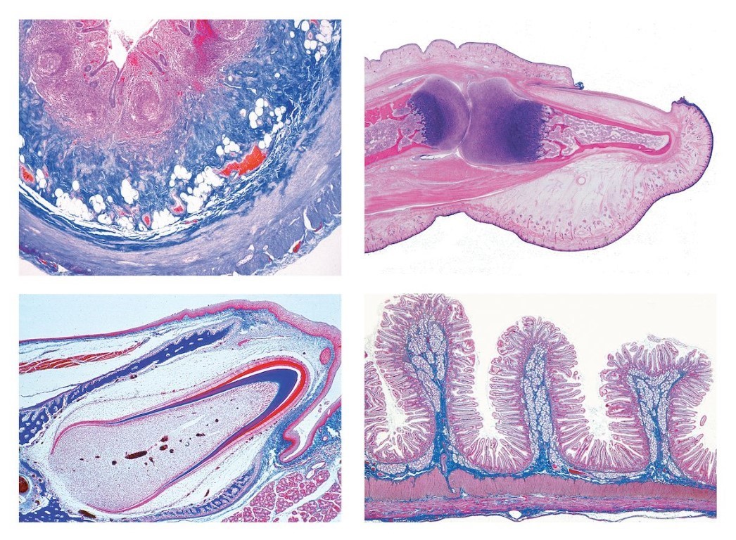 Normale Histologie des Menschen II , 50 Präparate