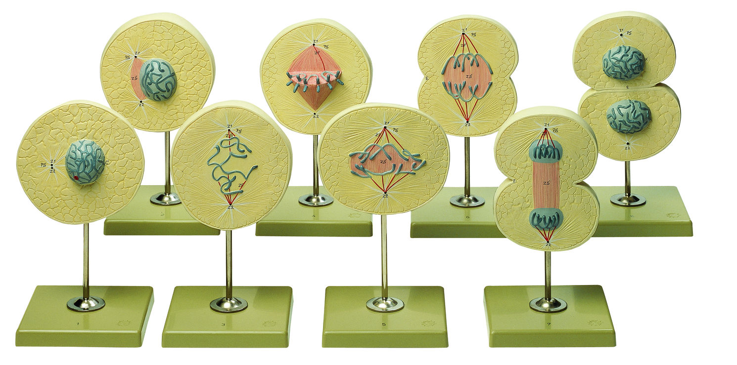 Zellteilung Zellteilung