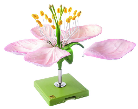 Apfelblüte, Somso Modell Apfelblüte, Somso Modell