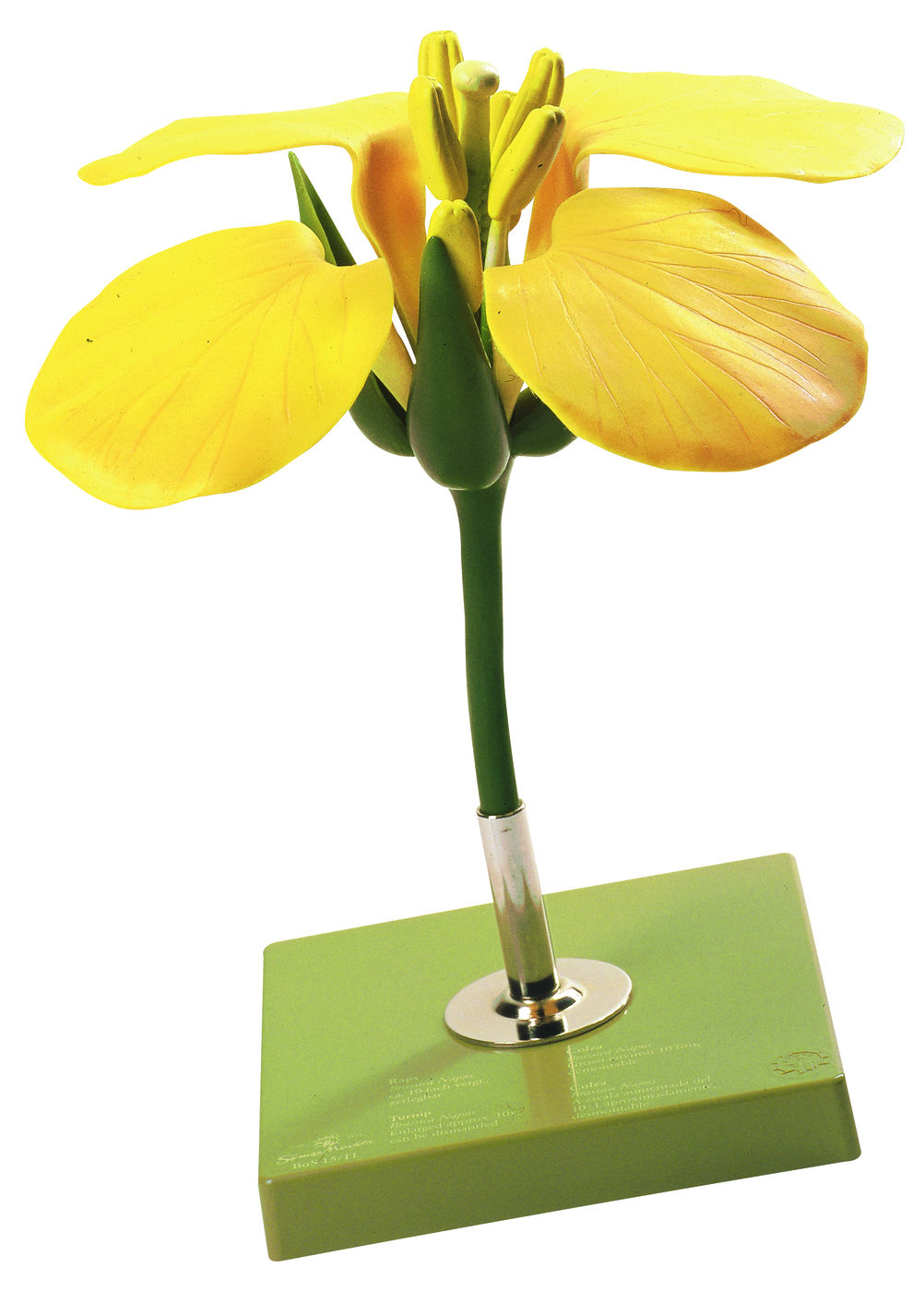 Rapsblüte, Somso Modell Rapsblüte, Somso Modell