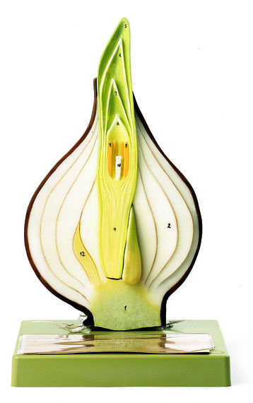 Tulpenzwiebel Tulpenzwiebel