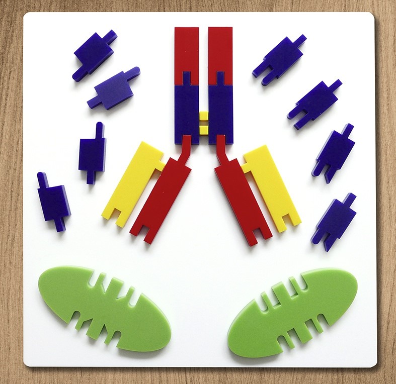 WINLAB Antikörpermodell - Funktionsmodell | Demomodell magnetisch ...