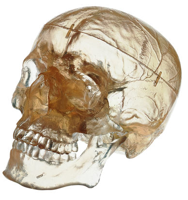 Künstlicher Homo-Schädel, transparent