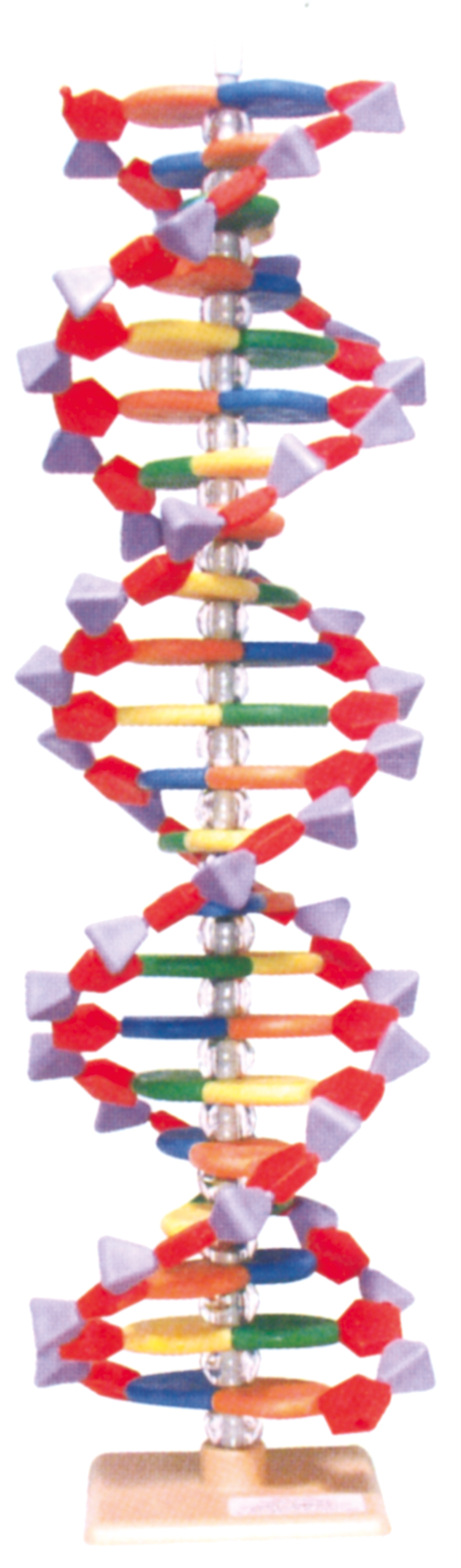 304306022 DNA Modell