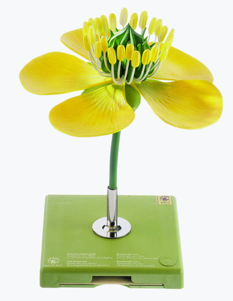 Hahnenfuß, Blüte Hahnenfuß, Blüte