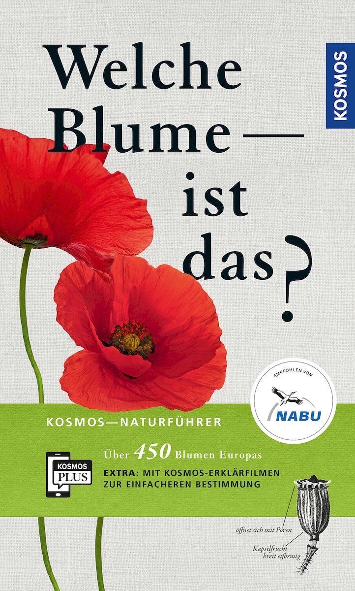 800302963 Welche Blume ist das?