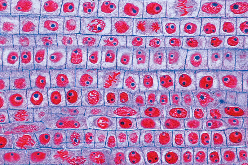 praeparat-20751c1ea3b876f0