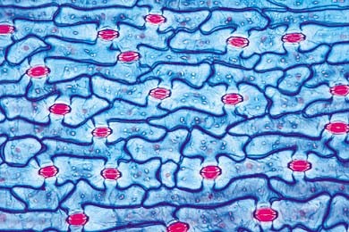 Mikropräparat Blattepidermis von Tulipa, mit Spaltöffnungen und Schließzellen, total. Große Zellen, Mikropräparat Blattepidermis von Tulipa, mit Spaltöffnungen und Schließzellen, total. Große Zellen,