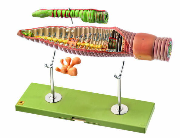 Regenwurm, Somso Modell Regenwurm, Somso Modell