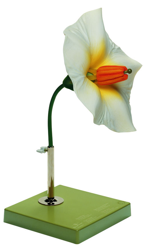 Kartoffelblüte Kartoffelblüte