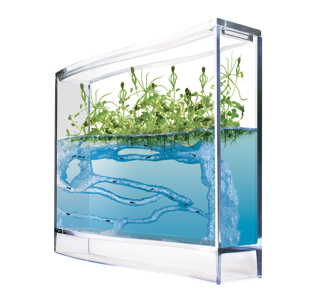 394352008 Ameisen-Pflanzenwachstums-Beobachtungsstation