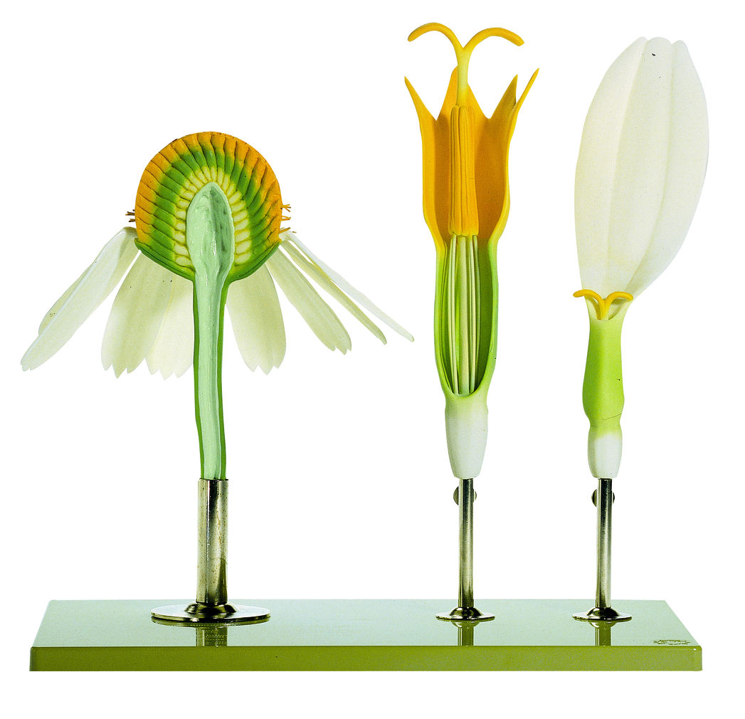 Echte Kamille Echte Kamille