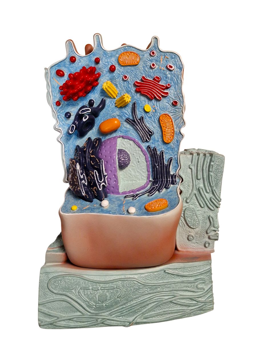 Modell "Die tierische Zelle"