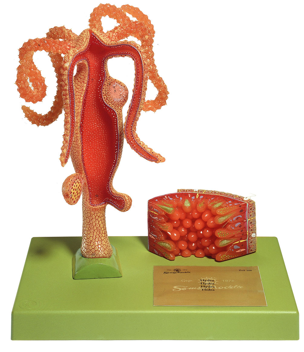 Süßwasserpolyp Süßwasserpolyp