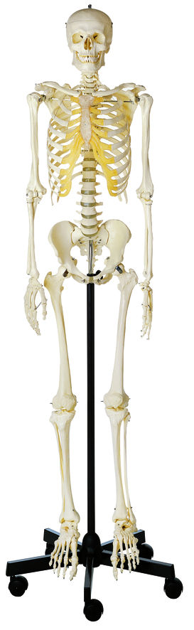 Künstliches Homo-Skelett, männlich