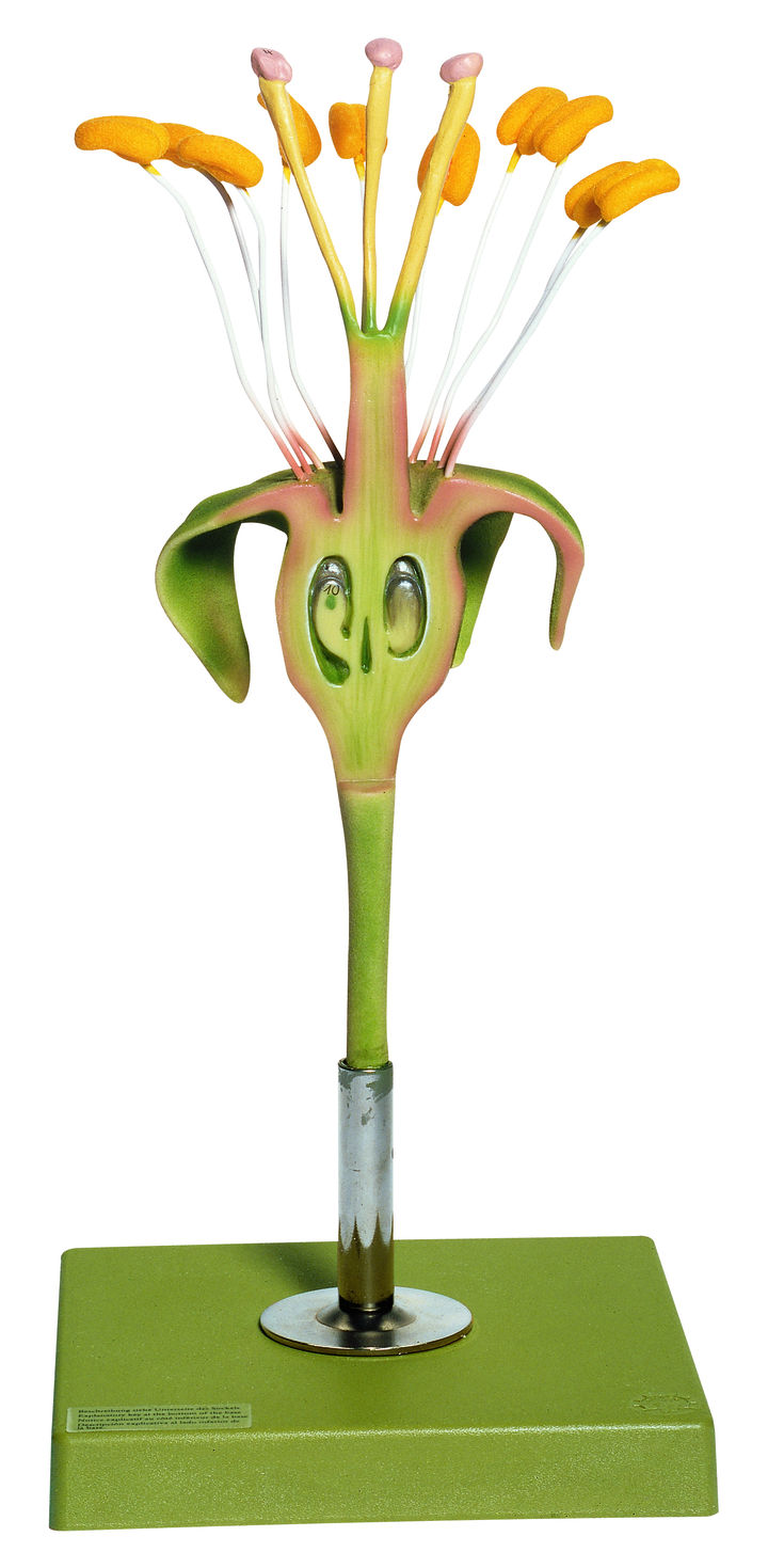 Apfelblüte - Fruchtknoten im Längsschnitt Apfelblüte - Fruchtknoten im Längsschnitt