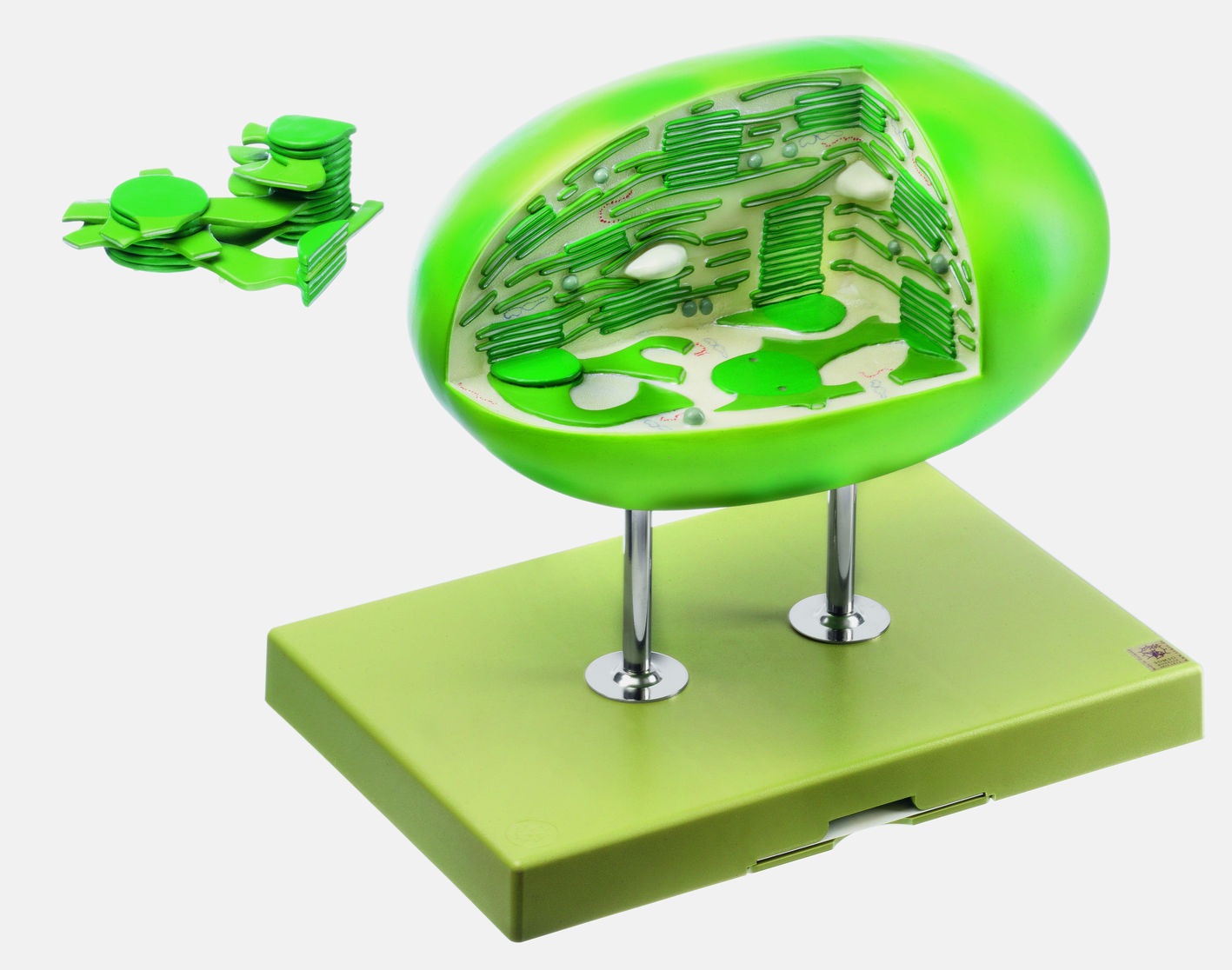 Chloroplast einer Höheren Pflanze