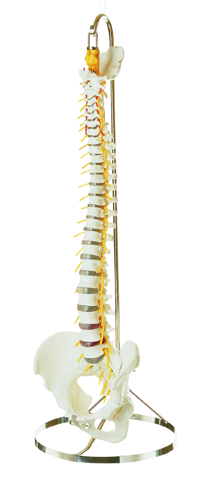Wirbelsäule mit Becken Wirbelsäule mit Becken