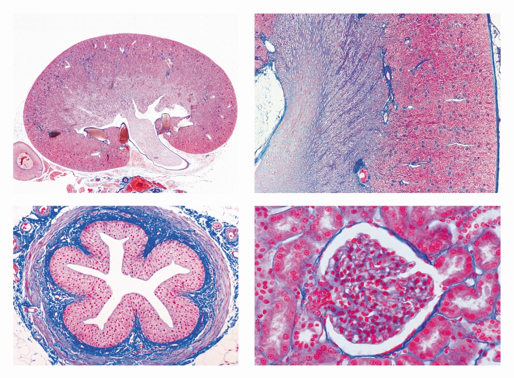 Histologie. Ausscheidungsorgane, 6 Mikropräparate
