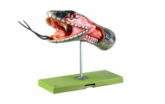 Anatomie des Schlangenkopfes, Somso Modell Anatomie des Schlangenkopfes, Somso Modell