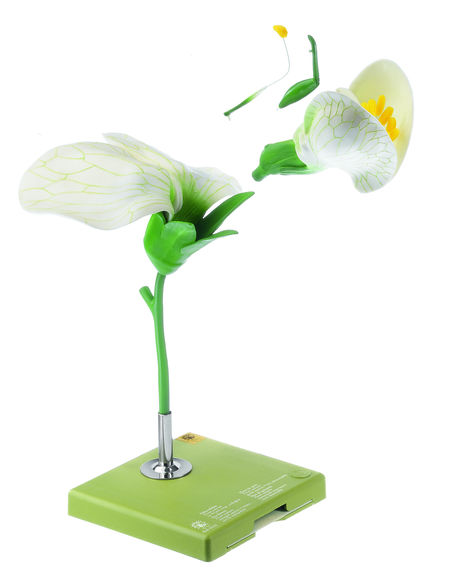 Erbse, Blüte, Somso Modell Erbse, Blüte, Somso Modell