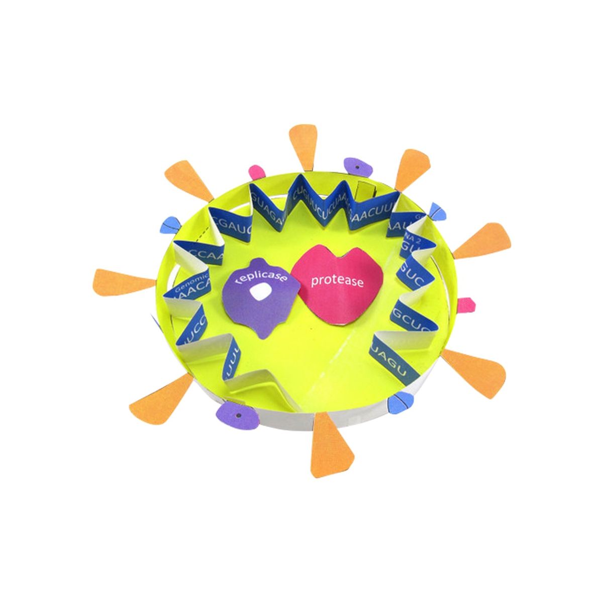Coronavirus COVID-19, Papiermodell