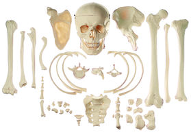 Sammlung typischer Knochen vom Menschen