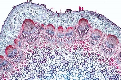 Mikropräparat Helianthus, Sonnenblume, typischer dikotyler Stamm quer. Offene kollaterale Leitbündel Mikropräparat Helianthus, Sonnenblume, typischer dikotyler Stamm quer. Offene kollaterale Leitbündel