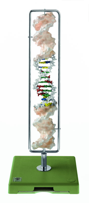 DNA-Doppelhelix (Typ B-DNA) DNA-Doppelhelix (Typ B-DNA)