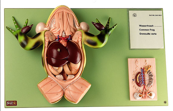 Wasserfrosch Wasserfrosch