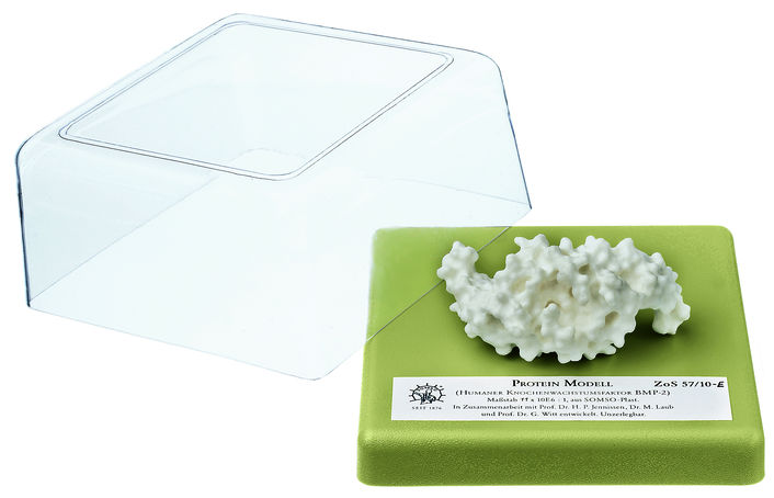 Protein Modell (humaner Knochenwachstumsfaktor BMP-2) Protein Modell (humaner Knochenwachstumsfaktor BMP-2)