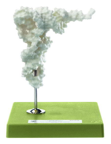 t-RNA Modell t-RNA Modell