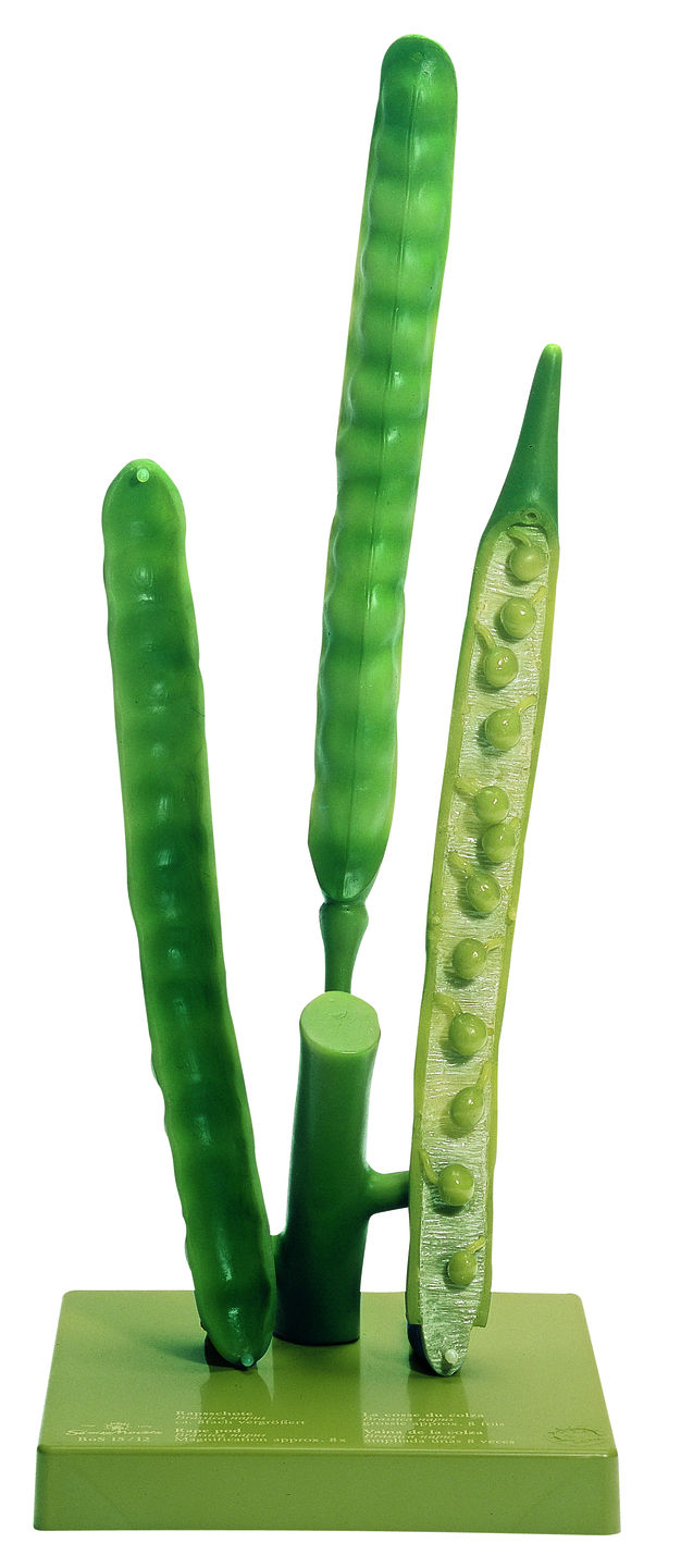 bos15_12a Rapsschote