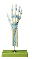 Hand- und Fingergelenke mit Bändern Hand- und Fingergelenke mit Bändern
